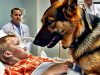 Before the operation, the boy hugged his dog, but suddenly the dog jumped off the bed and attacked one of the doctors: everyone was horrified, realizing the reason for the dog’s strange behavior