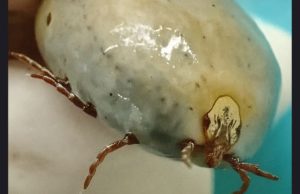 Tiny Insects with a D3adly Risk. Everything You Need to Know to Recognize Them, Avoid Bites, and Protect Your Health