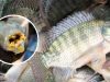 Should Children and Older Adults Eat Tilapia Regularly?