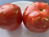 Strange Riddle: Damaged Tomatoes, an Unexpected Discovery in My Kitchen!