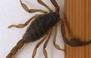 Spiritual meaning of scorpions. What messages do they give us?