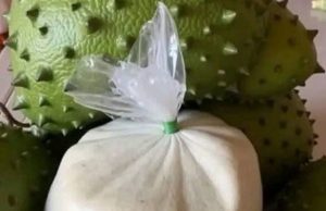 Did you know that with soursop leaf we can prevent with…