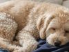 Why your dog sleeps on your clothes and what it means, according to experts